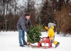 Kuru eglīti drīkst nest mājās no meža?