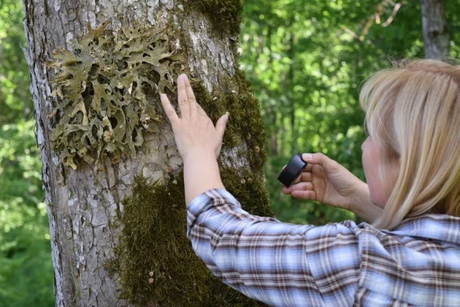 Raksturojot situāciju mežos, eksperte saka: “Esam daudz nocirtuši. Situāciju atspoguļoja dabas skaitīšana, kas beidzās pirms dažiem gadiem. Rezultāti sagrāva daļu ilūziju, ka viss ir kārtībā. Šķita – ja jau ir aizsargājamās teritorijas, dabas parki, liegumi, gan jau viss ir kārtībā. Lielākais šoks, ieraugot skaitļus un attēlus kartēs, bija par to, cik briesmīga ir situācija daudzās aizsargājamās teritorijās. Uzskata, ka tur vecie meži ir pasargāti, bet patiesībā normatīvajos aktos atļautajā kārtībā ļoti daudz ir nocirsts.”