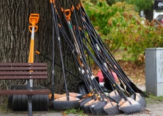 Jūrmalnieki akcijā nodevuši 1779 tonnas rudens lapu