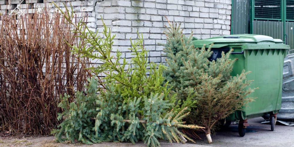 Ziemassvētku eglītes būs jānovieto ierastajās atkritumu izvešanas vietās.