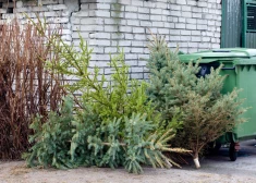 “Clean R” bez maksas izvedīs Ziemassvētku eglītes
