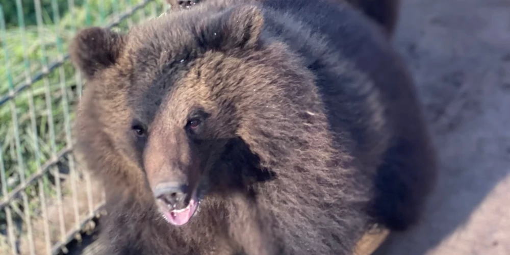 Частный зоопарк в Латвии пытается выкупить спасенных медведей.