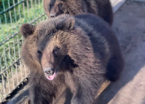 Частный зоопарк в Латвии пытается выкупить спасенных медведей.