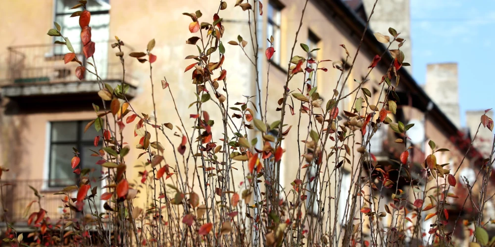 Pēc iedzīvotāju sūdzībām veiktajā monitoringā gaisa kvalitāti Kalnciemā novērtē kā labu. 