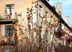 Pēc iedzīvotāju sūdzībām veiktajā monitoringā gaisa kvalitāti Kalnciemā novērtē kā labu