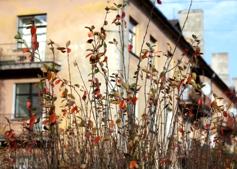 Pēc iedzīvotāju sūdzībām veiktajā monitoringā gaisa kvalitāti Kalnciemā novērtē kā labu. 