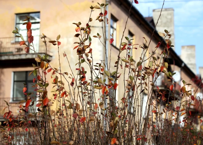 Pēc iedzīvotāju sūdzībām veiktajā monitoringā gaisa kvalitāti Kalnciemā novērtē kā labu