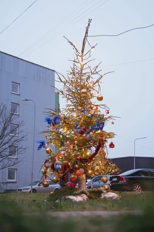 Елка в Дарзциемсе.