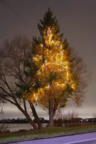 Елка в Кенгарагсе.