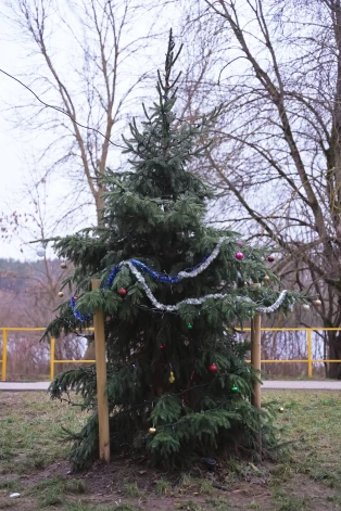 Елка на Югле.