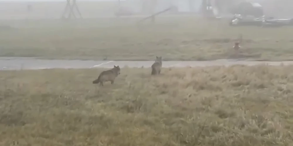 Bavārijā satraukumu izraisa vilku parādīšanās bērnu rotaļlaukumā. 