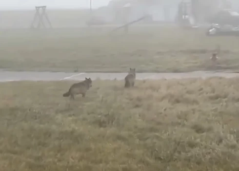 Bavārijā satraukumu izraisa vilku parādīšanās bērnu rotaļlaukumā. 