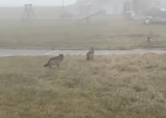 Bērnu rotaļlaukumā Bavārijā pamanīti vilki – video satrauc vietējos iedzīvotājus
