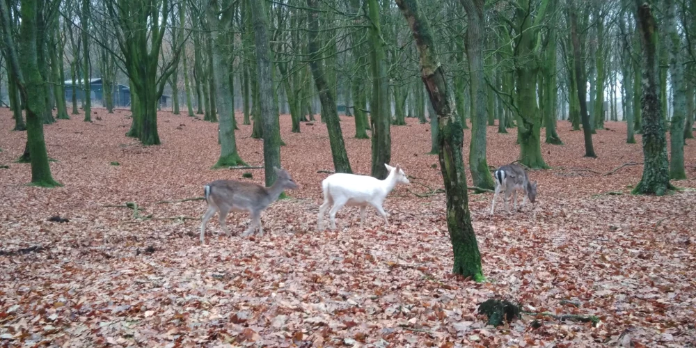 Gaišas krāsas dambriedis ir liels retums.