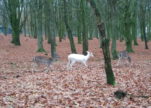 Gaišas krāsas dambriedis ir liels retums.