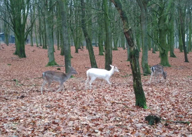Cenas tīreļa apkārtnes mežos novērots īsts dabas brīnums - gaišas krāsas dambriedis
