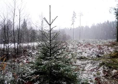 Иллюстративное фото.