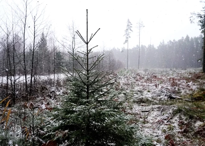 Населению Латвии напомнили, что правильную елку в лесу поможет найти аппликация в телефоне