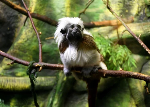 No jaunā gada par 50% augs maksa par Latgales zoodārza apmeklējumu.