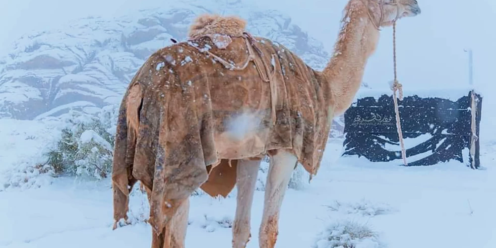 Sniegs tur, kur to negaida – Saūda Arābijas tuksnesis pārtop baltā ainavā.