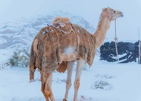 Sniegs tur, kur to negaida – Saūda Arābijas tuksnesis pārtop baltā ainavā.