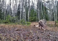 VIDEO: pat mežā nekāda privātuma! Sedas purva kameras pieķer vilku pagalam neērtā brīdī