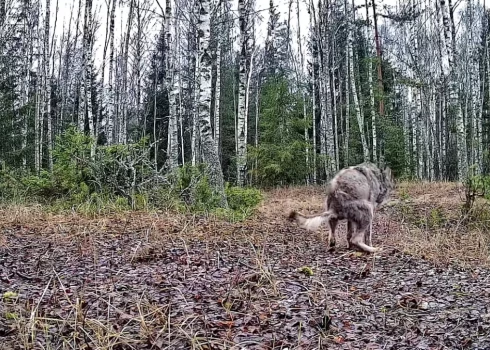 Sedas purva kameras pieķer vilku pagalam neērtā brīdī.