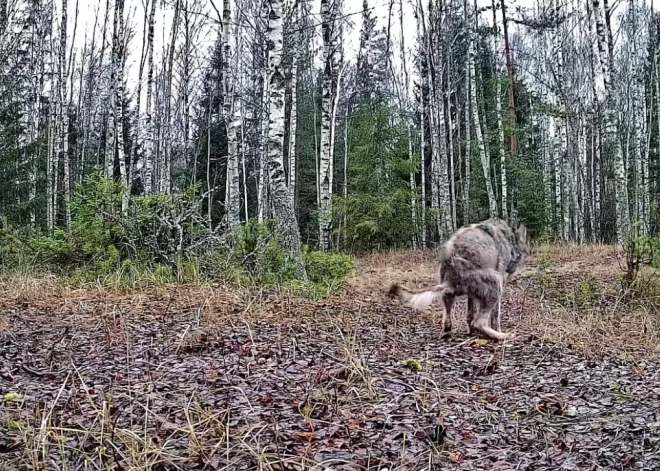 VIDEO: pat mežā nekāda privātuma! Sedas purva kameras pieķer vilku pagalam neērtā brīdī