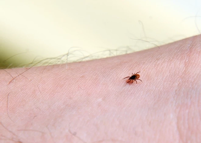 Ērces neguļ ziemas miegu? Siltais decembris atnes negaidītus pārsteigumus mājdzīvnieku saimniekiem 