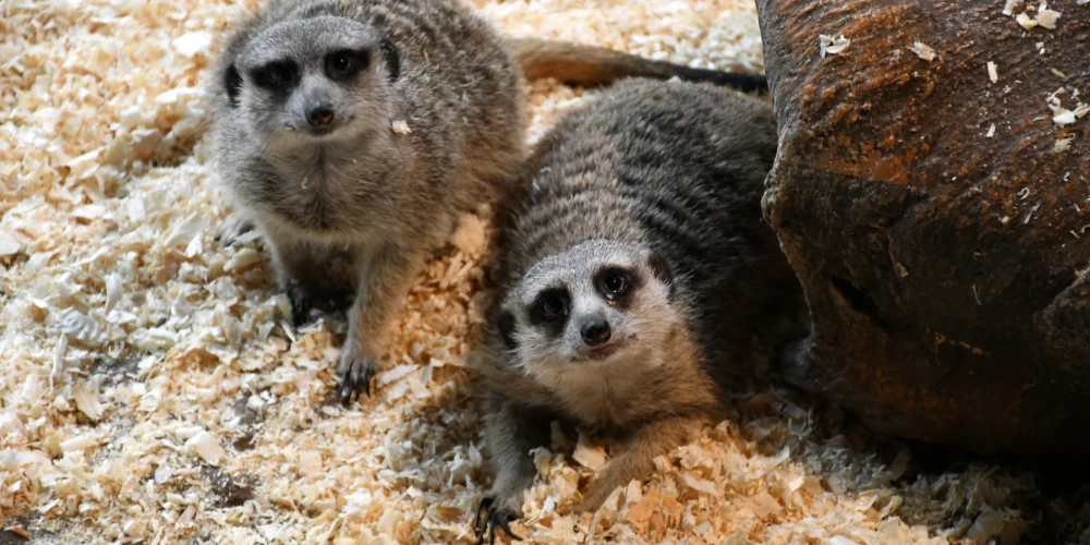 Любимый туристический объект Даугавпилса обновляет цены.