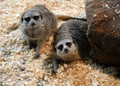 Латгальский зоопарк меняет ценник с 1 января: сколько будет стоить вход