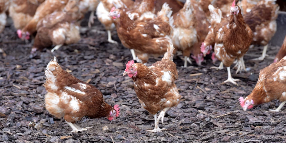 Ugunsgrēkā saimniecības ēkā izglābtas astoņas vistas, bet 40 gājušas bojā.
