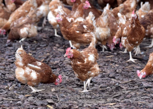 Ugunsgrēkā saimniecības ēkā izglābtas astoņas vistas, bet 40 gājušas bojā.