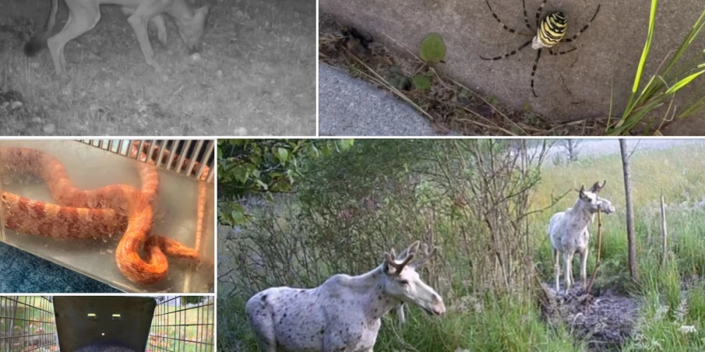 Neparastākie 2025. gada novērojumi Latvijas dabā.