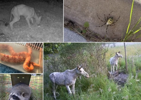 Neparastākie 2025. gada novērojumi Latvijas dabā.