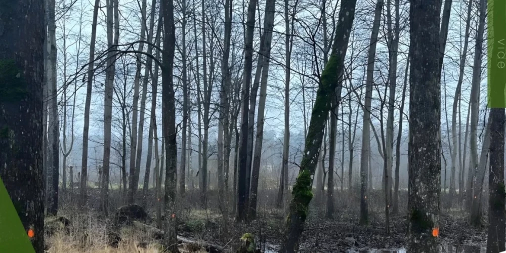 Pļaviņās līdzās bērnudārzam "Bērziņš" plānots izcirst ap 230 koku un to vietā izbūvēt autostāvlaukumu.