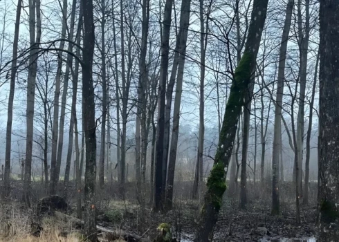 Pļaviņās līdzās bērnudārzam "Bērziņš" plānots izcirst ap 230 koku un to vietā izbūvēt autostāvlaukumu.