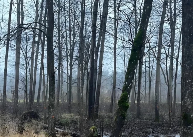 Pļaviņās nocirtīs 230 kokus, lai ierīkotu autostāvvietu
