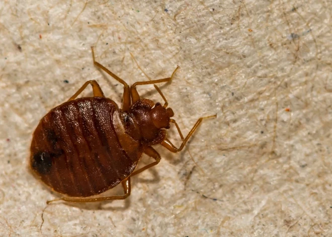 Arī ziemā mājās var uzrasties šie mazie nevēlamie asinsūcēji, brīdina eksperti