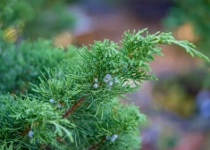 Kadiķis – ne tikai pret ļaunajiem gariem, bet arī skaistumam