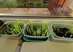 Nenokavē! Šos dārzeņus un puķes var sēt jau janvārī