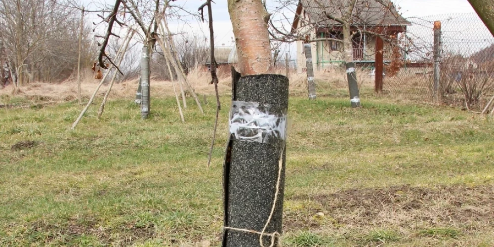 Koka stumbrs aptīts pret grauzējiem 