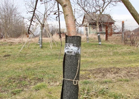 Koka stumbrs aptīts pret grauzējiem 