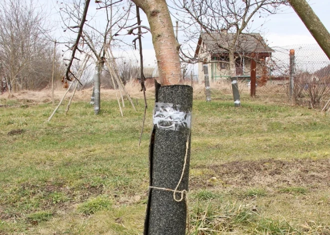 Kā pasargāt augļu kokus no grauzēju zobiem?