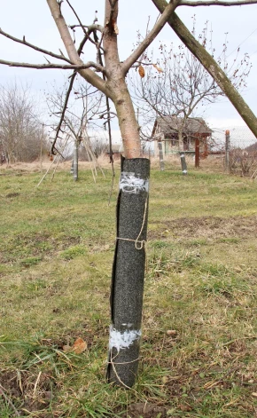 Koka stumbrs aptīts pret grauzējiem 