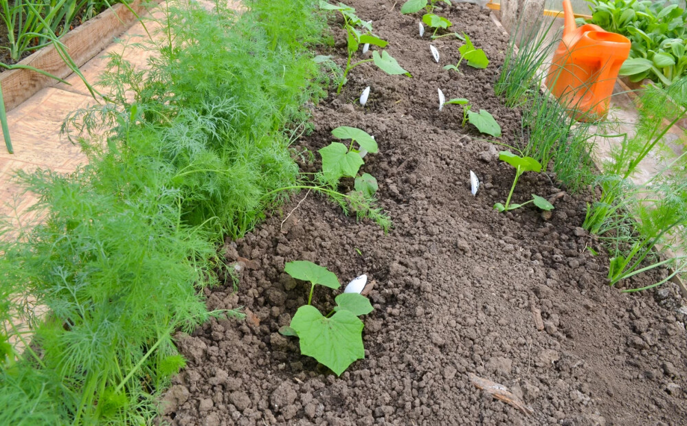 Plānojam dārza darbus. Ko stādīt gurķiem kaimiņos?