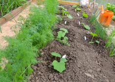 Plānojam dārza darbus. Ko stādīt gurķiem kaimiņos?