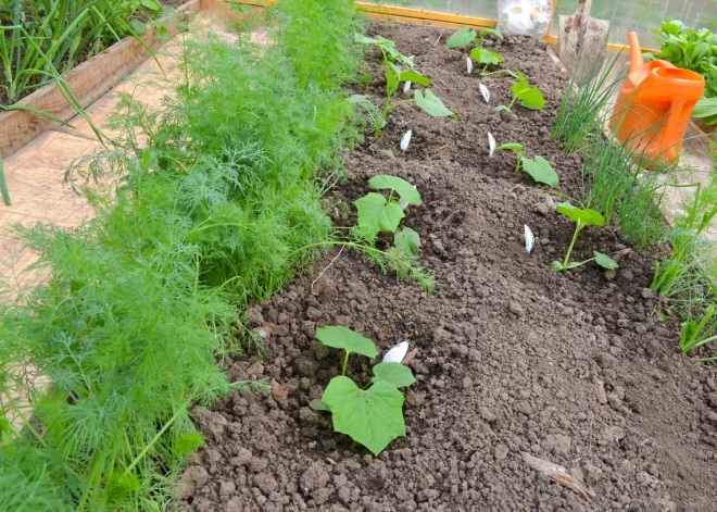 Plānojam dārza darbus. Ko stādīt gurķiem kaimiņos?