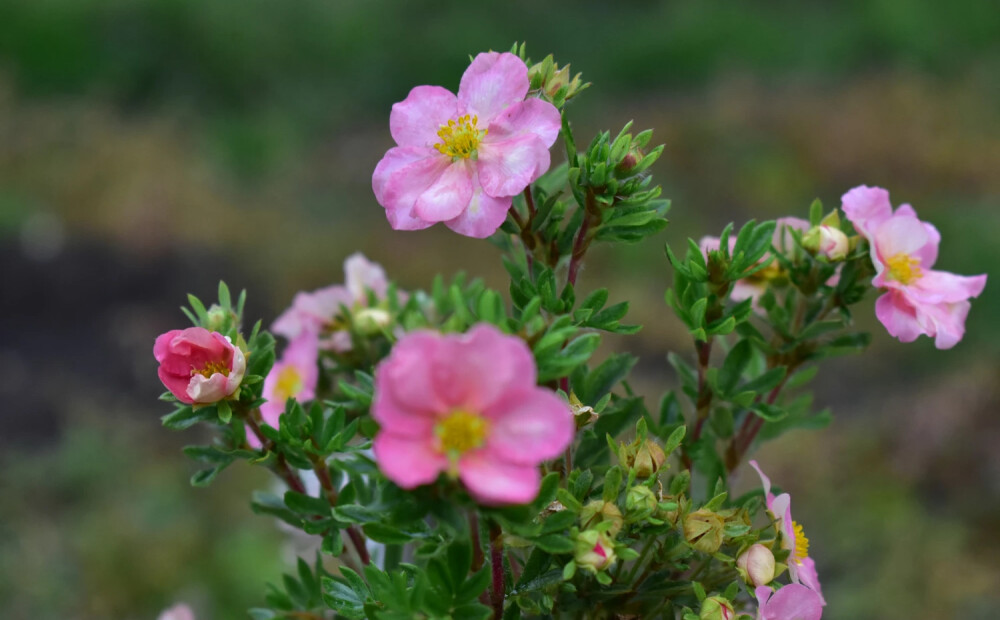 Kad labāk apgriezt populāro un izturīgo dzīvžogu - klinšrozītes?