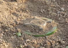 С сегодняшнего дня Латвия больше не связана запретом на противопехотные мины